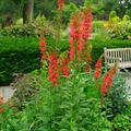Lobelia Cardinalis